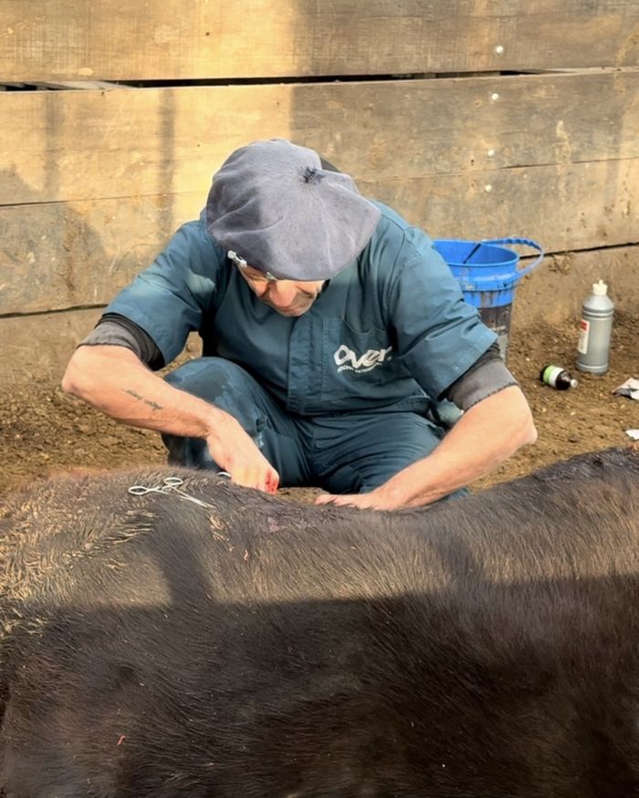 Atendiendo a un animal recostado a campo